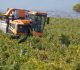 vendemmia 2015