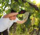 vendemmia 2015