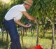 vendemmia 2015